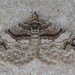 Attēlu rezultāti vaicājumam “Pareulype berberata”