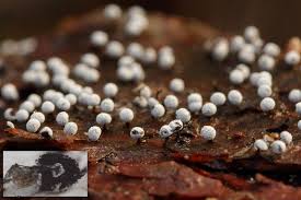 Attēlu rezultāti vaicājumam “Didymium melanospermum spores”