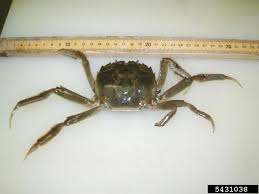 Image result for Eriocheir sinensis