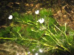 Attēlu rezultāti vaicājumam “Batrachium circinatum”