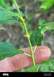 Attēlu rezultāti vaicājumam “Puccinia agrostidis”