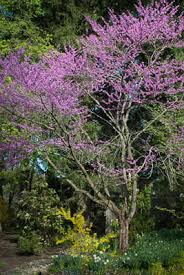 Attēlu rezultāti vaicājumam “Juncus gerardii flower”