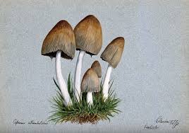 Image result for coprinus