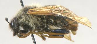 Attēlu rezultāti vaicājumam “Trichiosoma”