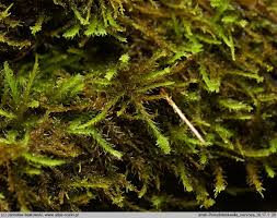 Attēlu rezultāti vaicājumam “Pseudoleskeella nervosa”