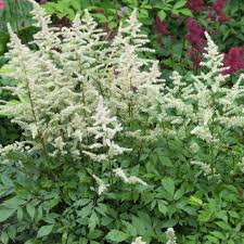 Image result for Astilbe