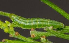 Attēlu rezultāti vaicājumam “Epermeniidae”