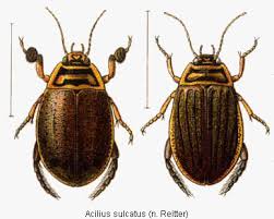 Attēlu rezultāti vaicājumam “Acilius sulcatus female”