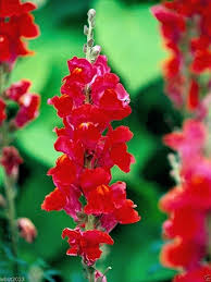 Image result for Antirrhinum majus maximum