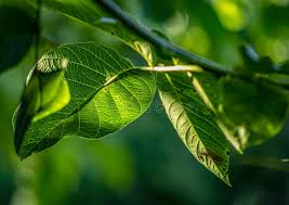 Attēlu rezultāti vaicājumam “Juglans regia leaf”