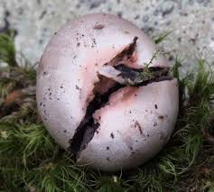 Attēlu rezultāti vaicājumam “Lycogala flavofuscum sessile”