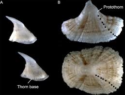 Image result for Bathyraja brachyurops