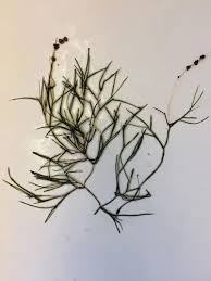 Attēlu rezultāti vaicājumam “Potamogeton perfoliatus fruit”