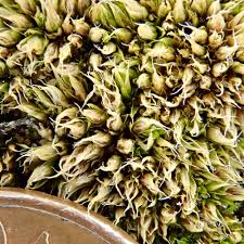 Attēlu rezultāti vaicājumam “Acaulon muticum”