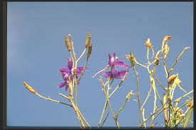 Attēlu rezultāti vaicājumam “Consolida regalis bud”