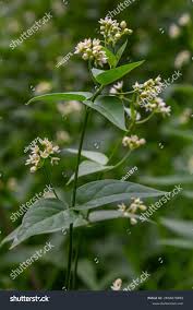 Attēlu rezultāti vaicājumam “Vincetoxicum hirundinaria fruit”