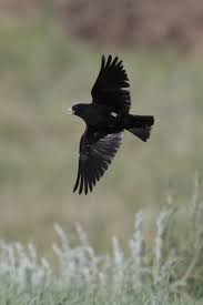 Image result for Melanocorypha yeltoniensis