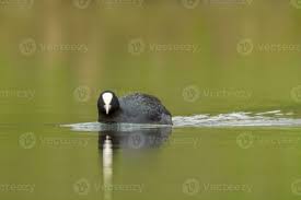 Attēlu rezultāti vaicājumam “Fulica atra adult”