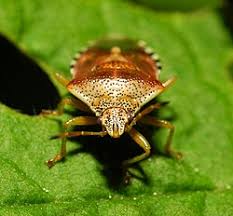 Attēlu rezultāti vaicājumam “Elasmucha grisea imago”