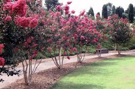 Image result for Lagerstroemia