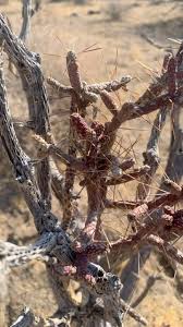 Attēlu rezultāti vaicājumam “Diachea muscorum stalked”