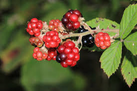 Attēlu rezultāti vaicājumam “Rubus nessensis”