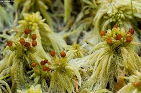 Attēlu rezultāti vaicājumam “Sphagnum sporophyte”
