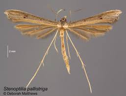 Attēlu rezultāti vaicājumam “Pterophoridae”