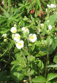 Attēlu rezultāti vaicājumam “Potentilla alba”