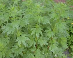 Image result for Leonurus cardiaca