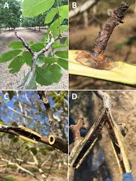 Attēlu rezultāti vaicājumam “Trichia botrytis var. cerifera macro”