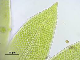 Attēlu rezultāti vaicājumam “Fissidens pusillus”