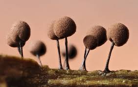 Attēlu rezultāti vaicājumam “Comatricha meandrispora macro”