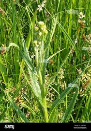 Attēlu rezultāti vaicājumam “Jacobaea paludosa”