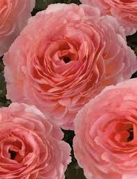 Attēlu rezultāti vaicājumam “Ranunculus mendax flower”