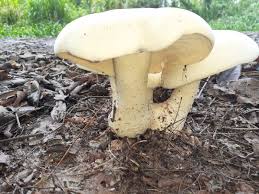 Image result for macrocybe titans