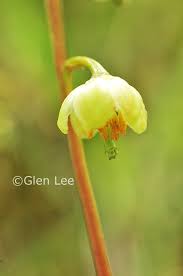 Attēlu rezultāti vaicājumam “Pyrola chlorantha leaf”