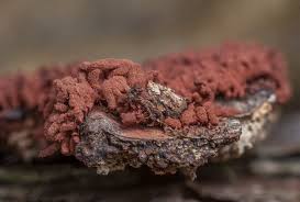 Attēlu rezultāti vaicājumam “Arcyria affinis capillitium”