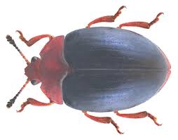 Attēlu rezultāti vaicājumam “Endomychidae”