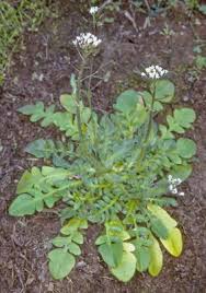 Attēlu rezultāti vaicājumam “Capsella bursa-pastoris leaf”