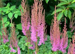 Attēlu rezultāti vaicājumam “Astilbe chinensis”