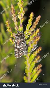 Attēlu rezultāti vaicājumam “Anarta myrtilli larva”