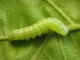 Attēlu rezultāti vaicājumam “Lithophane furcifera”