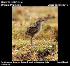Image result for Glareola maldivarum