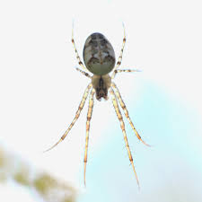 Attēlu rezultāti vaicājumam “Metellina segmentata”