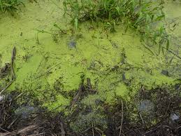 Attēlu rezultāti vaicājumam “Lemnaceae”