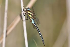 Attēlu rezultāti vaicājumam “Aeshna mixta male”