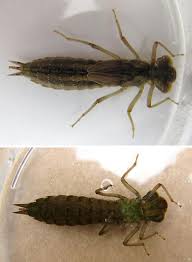 Attēlu rezultāti vaicājumam “Aeshna juncea”