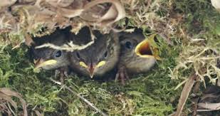 Attēlu rezultāti vaicājumam “Troglodytes troglodytes nest”