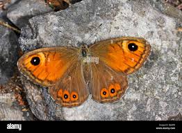 Attēlu rezultāti vaicājumam “Lasiommata maera underside”